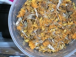 Marigold seeds -- flash (1024x768, 216kb)